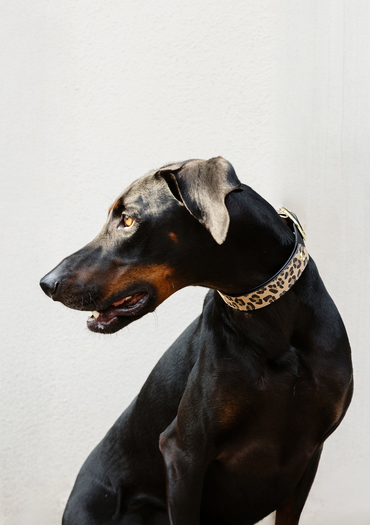 Tragebild mit Model auf neutralem Hintergrund des Produktes Dog Topping Animal Print L in der Farbe Leo Sand in der Größe L
