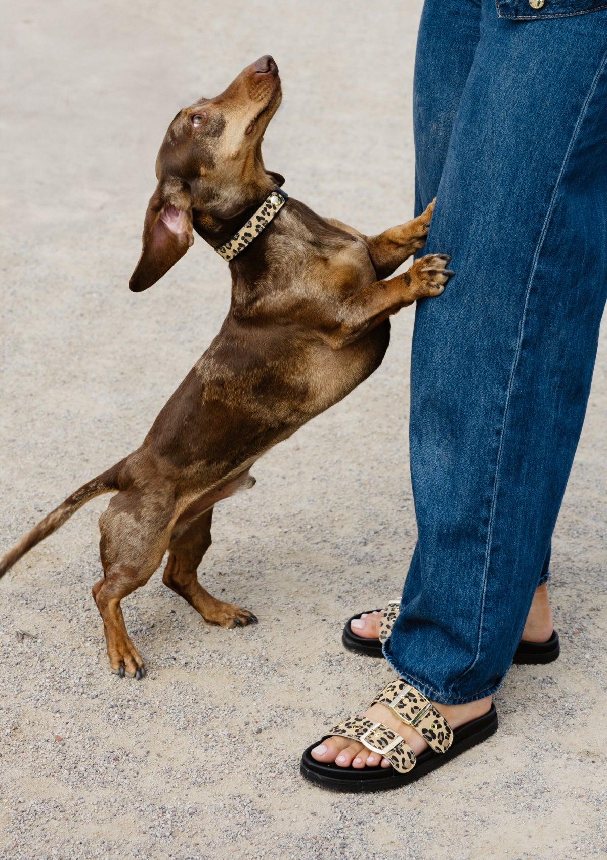Frontalansicht auf neutralem Hintergrund des Produktes Dog Topping Animal Print S-M in der Farbe Classic Dog Collar S-M
