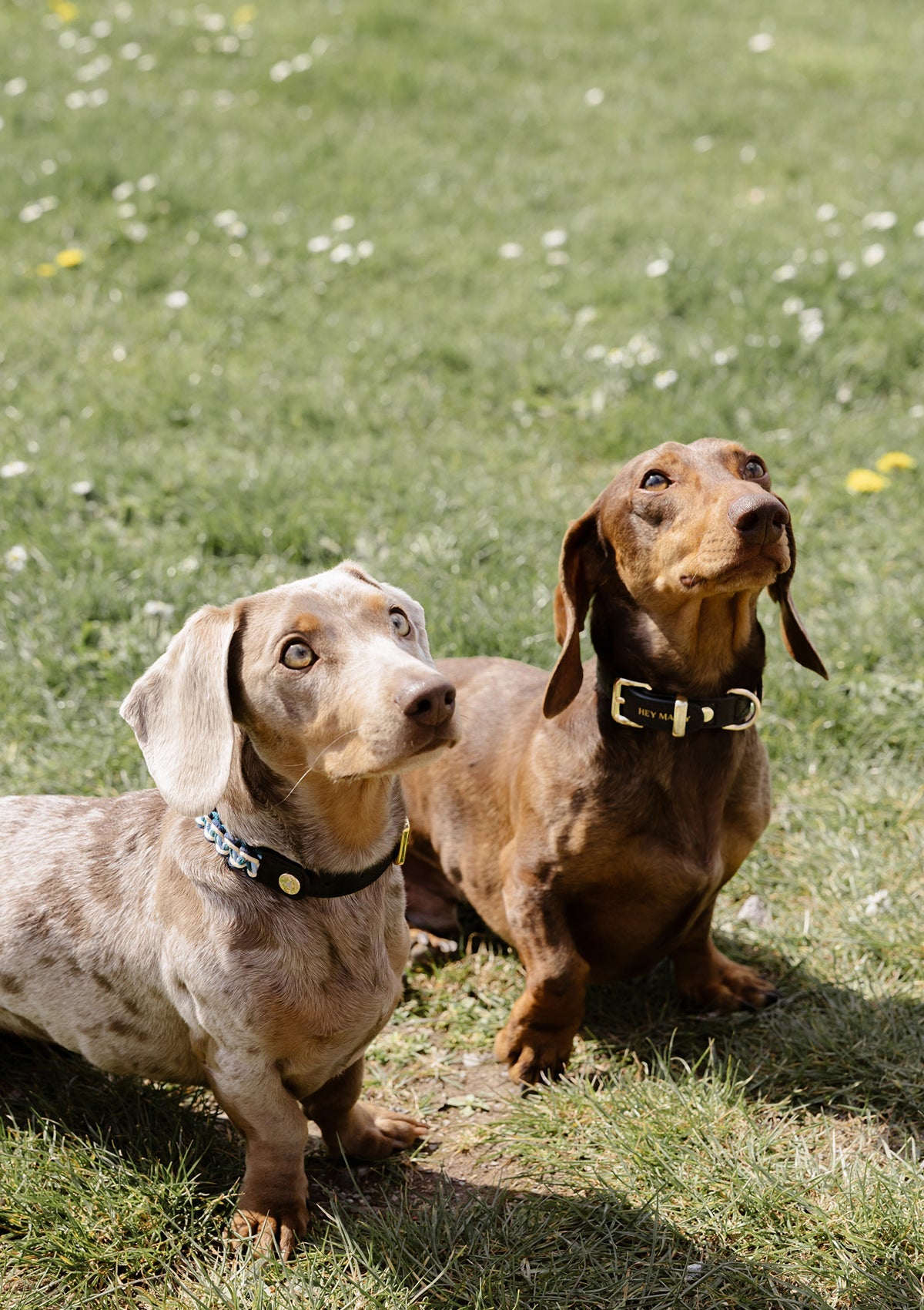 Produktabbildung auf neutralem Hintergrund des Produktes Dog Topping Nautic Vibes S-M in der Farbe Classic Dog Collar S-M